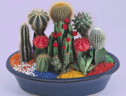 cactus_ampliacion