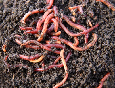 worms-400x307